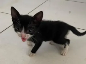 Gato raça SRD-ViraLata idade Abaixo de 2 meses nome S/ NOME