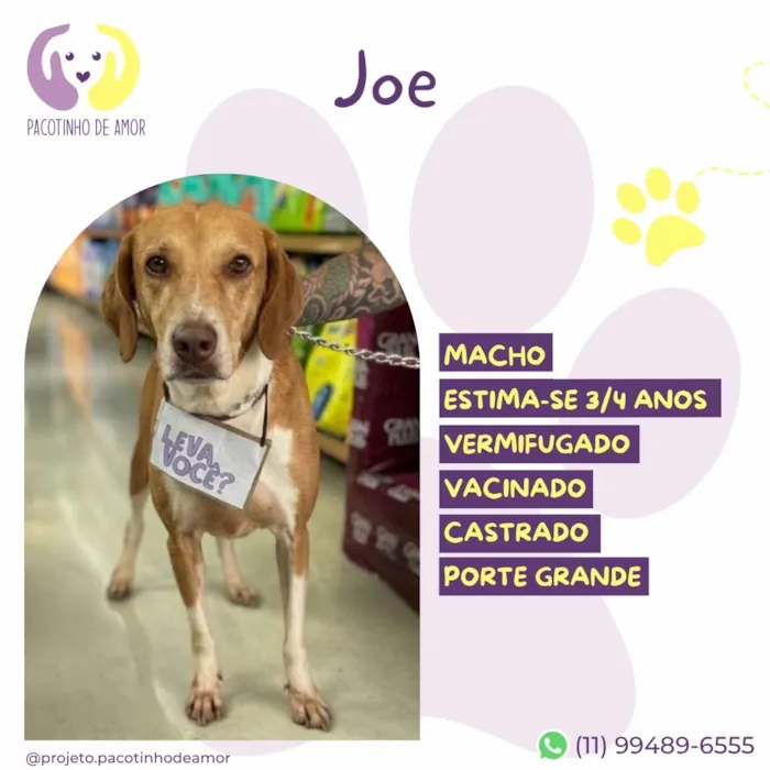 Cachorro raça SRD-ViraLata idade 3 anos nome Joe