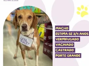 Cachorro raça SRD-ViraLata idade 3 anos nome Joe