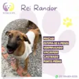 Rei Randor