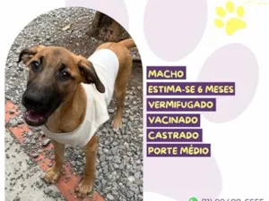 Cachorro raça SRD-ViraLata idade 2 a 6 meses nome Rei Randor