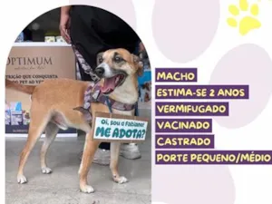 Cachorro raça SRD-ViraLata idade 2 anos nome Fabiano