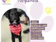 Neguinha
