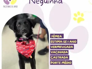 Cachorro raça SRD-ViraLata idade 1 ano nome Neguinha
