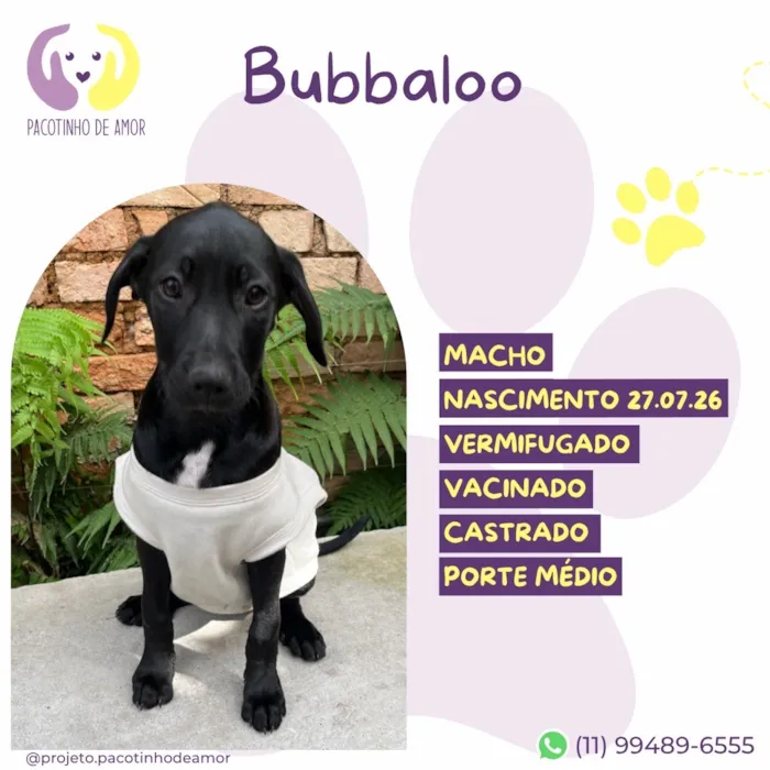 Cachorro raça SRD-ViraLata idade 2 a 6 meses nome Bubbaloo