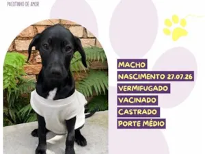 Cachorro raça SRD-ViraLata idade 2 a 6 meses nome Bubbaloo