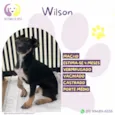 Wilson