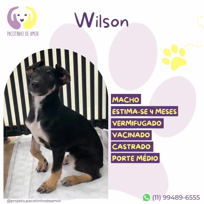 Cachorro raça SRD-ViraLata idade 2 a 6 meses nome Wilson