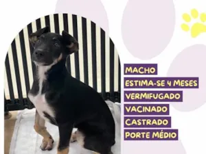 Cachorro raça SRD-ViraLata idade 2 a 6 meses nome Wilson