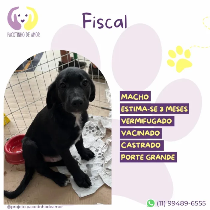 Cachorro raça SRD-ViraLata idade 2 a 6 meses nome Fiscal
