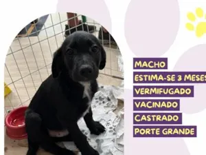 Cachorro raça SRD-ViraLata idade 2 a 6 meses nome Fiscal