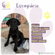 Estagiário