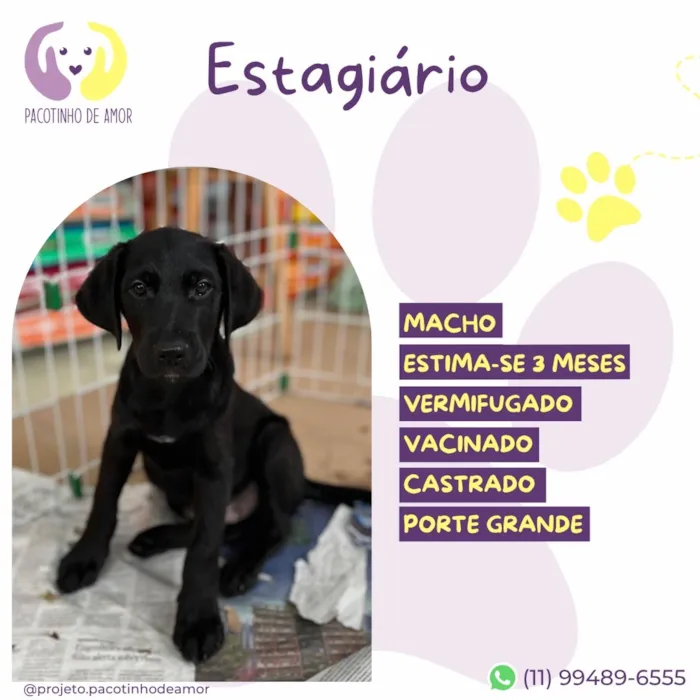 Cachorro raça SRD-ViraLata idade 2 a 6 meses nome Estagiário