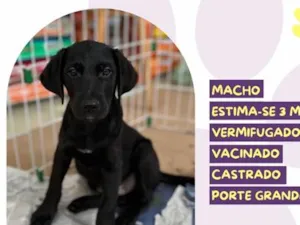 Cachorro raça SRD-ViraLata idade 2 a 6 meses nome Estagiário