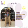 Ziggy