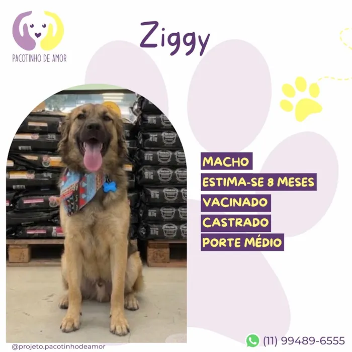 Cachorro raça SRD-ViraLata idade 7 a 11 meses nome Ziggy