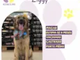 Ziggy