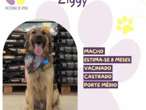 Cachorro raça SRD-ViraLata idade 7 a 11 meses nome Ziggy