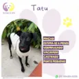 Tatu