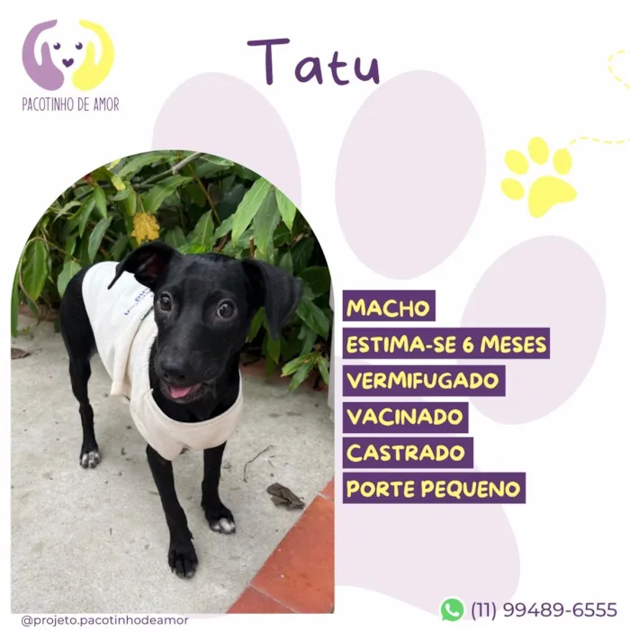 Cachorro raça SRD-ViraLata idade 2 a 6 meses nome Tatu