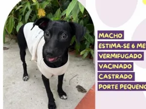 Cachorro raça SRD-ViraLata idade 2 a 6 meses nome Tatu