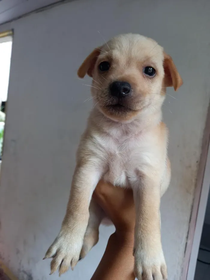 Cachorro raça SRD-ViraLata idade 2 a 6 meses nome Carioquinha