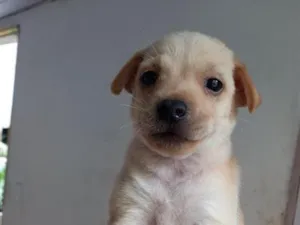 Cachorro raça SRD-ViraLata idade 2 a 6 meses nome Carioquinha