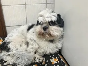Cachorro raça Shitzu idade 1 ano nome Hulk