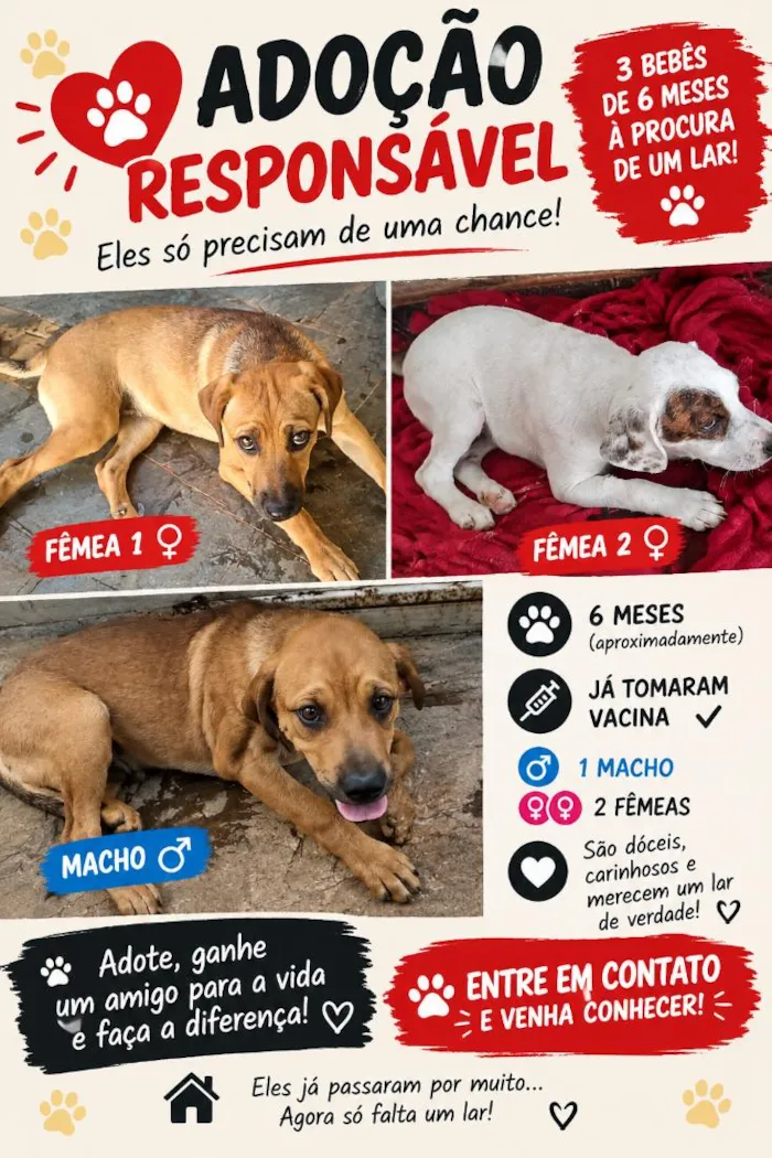 Cachorro raça SRD-ViraLata idade 2 a 6 meses nome patota