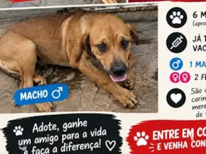 Cachorro raça SRD-ViraLata idade 2 a 6 meses nome patota