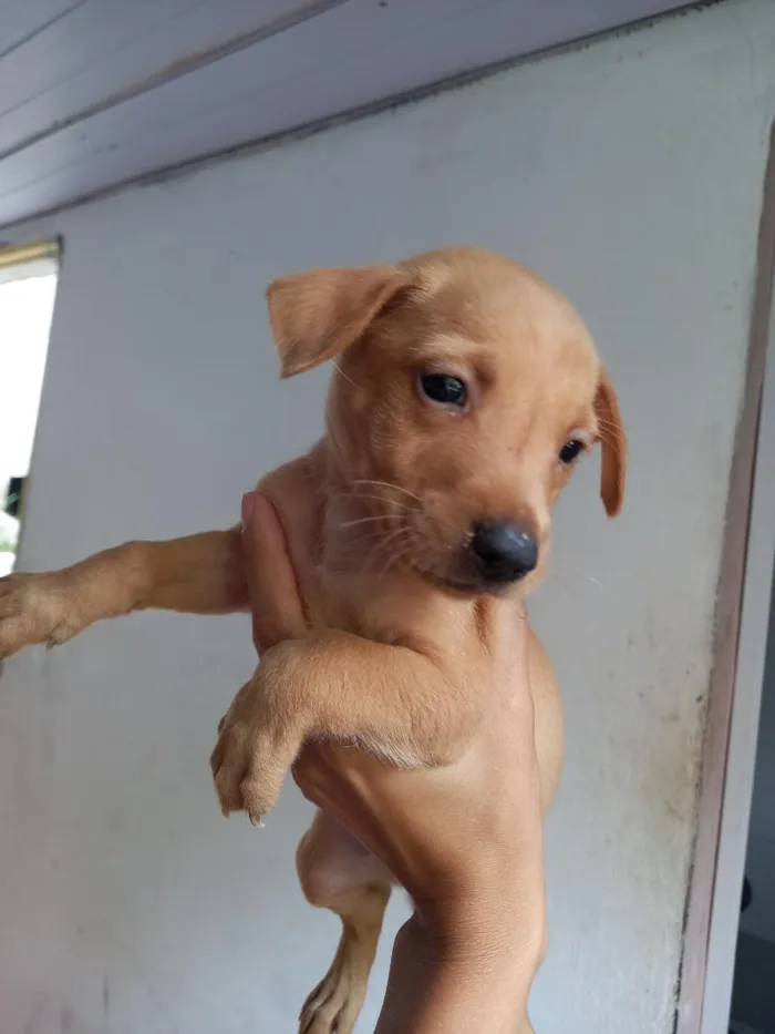 Cachorro raça SRD-ViraLata idade 2 a 6 meses nome pudim
