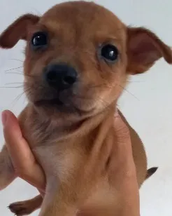 Cachorro raça SRD-ViraLata idade 2 a 6 meses nome julinha 