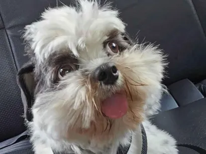 Cachorro raça Shitzu idade 1 ano nome Hulk
