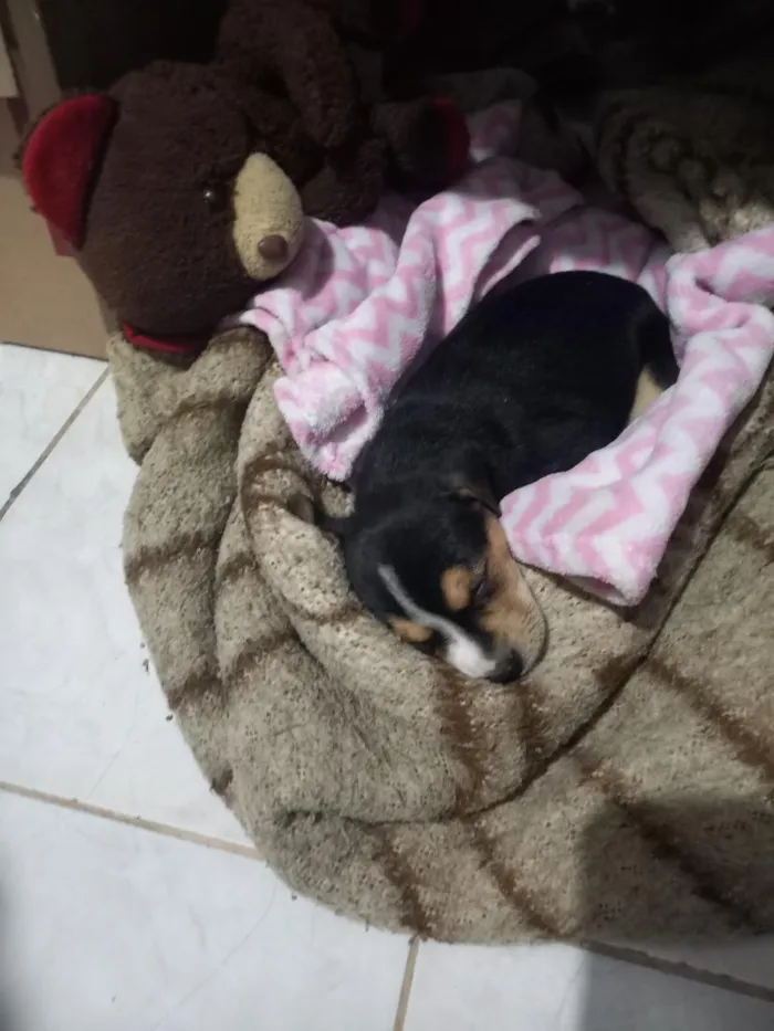 Cachorro raça SRD-ViraLata idade 2 a 6 meses nome Bela