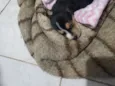 Bela