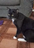 Coca (macho)