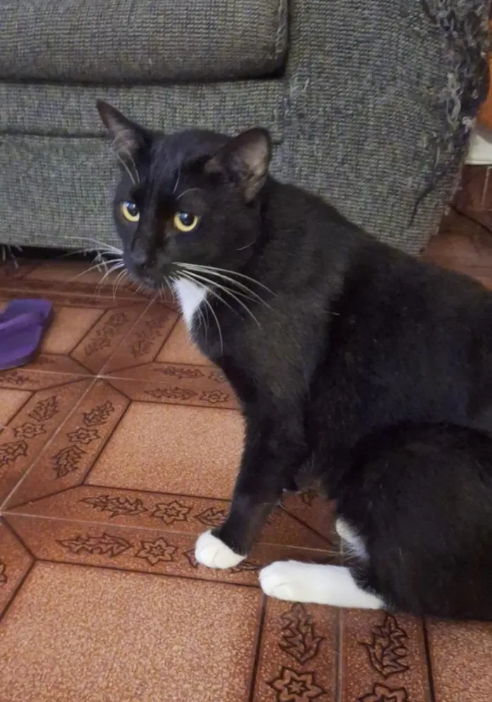 Gato raça SRD-ViraLata idade 2 anos nome Coca (macho)