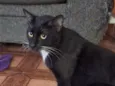 Coca (macho)