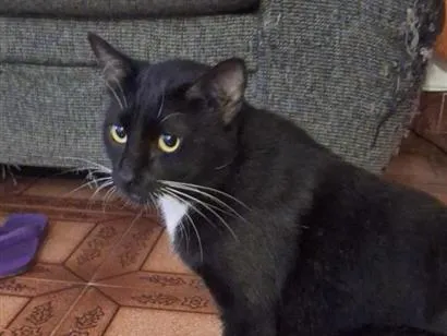 Gato raça SRD-ViraLata idade 2 anos nome Coca (macho)