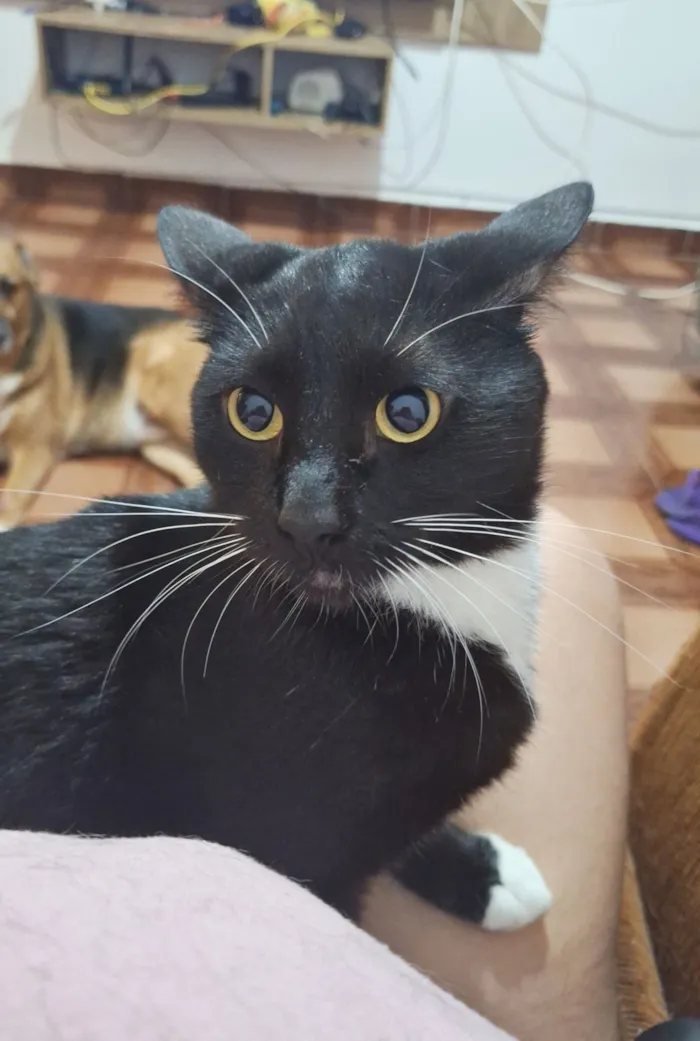 Gato raça SRD-ViraLata idade 2 anos nome Coca (macho)