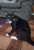 Coca (macho)