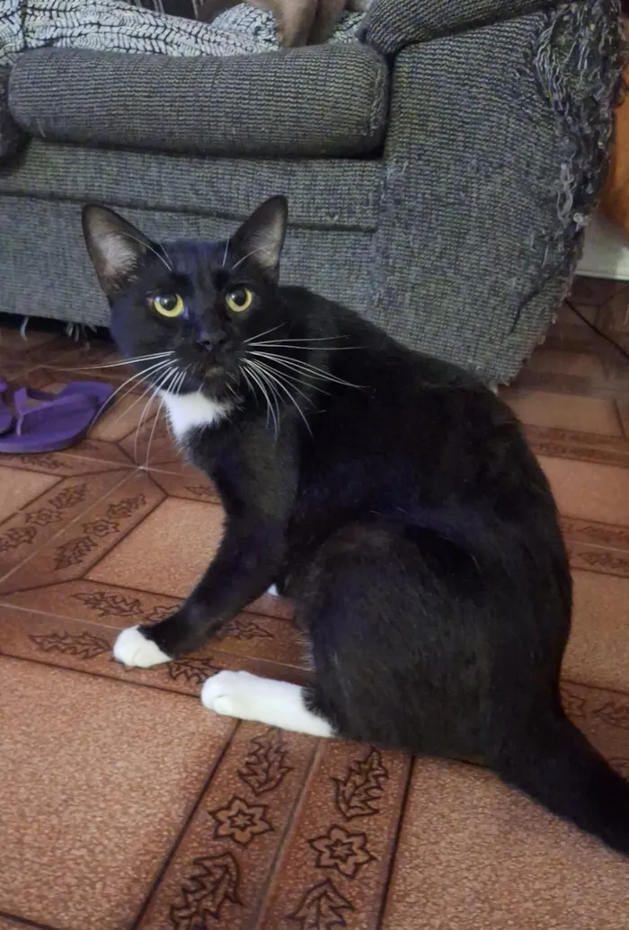 Gato raça SRD-ViraLata idade 2 anos nome Coca (macho)