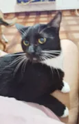 Coca (macho)
