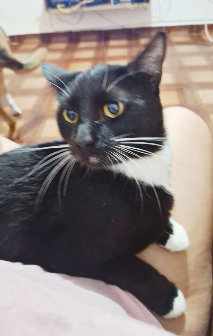 Gato raça SRD-ViraLata idade 2 anos nome Coca (macho)