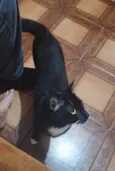 Coca (macho)