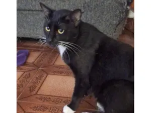 Gato raça SRD-ViraLata idade 2 anos nome Coca (macho)