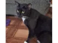 Coca (macho)
