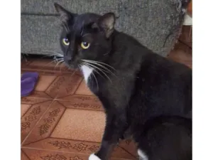 Gato raça SRD-ViraLata idade 2 anos nome Coca (macho)