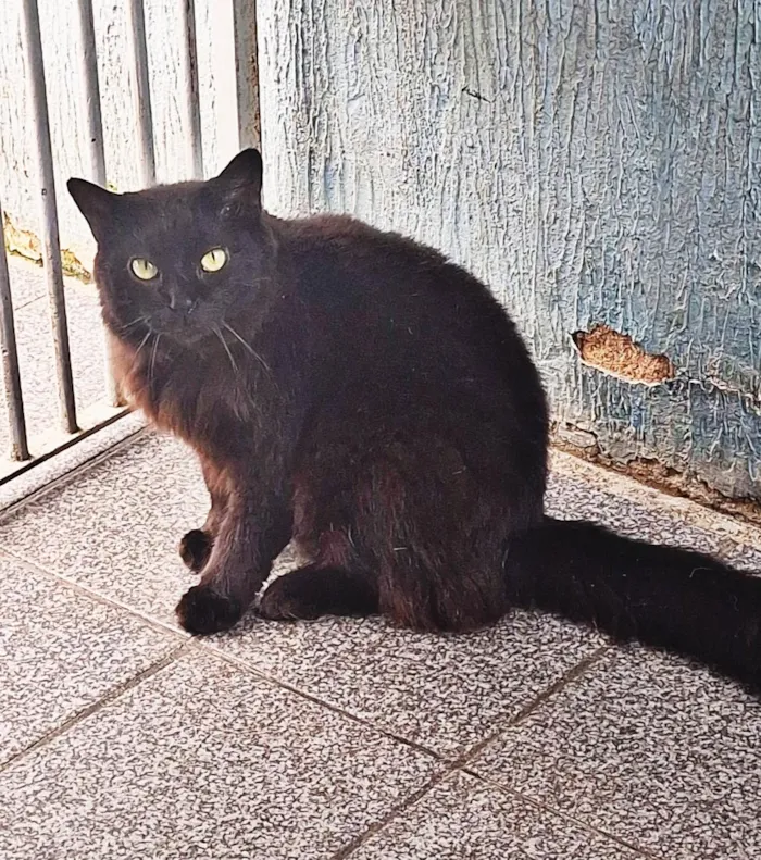 Gato raça SRD-ViraLata idade 1 ano nome Fúria da Noite 