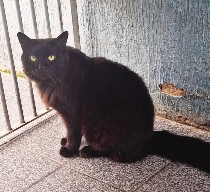 Gato raça SRD-ViraLata idade 1 ano nome Fúria da Noite 